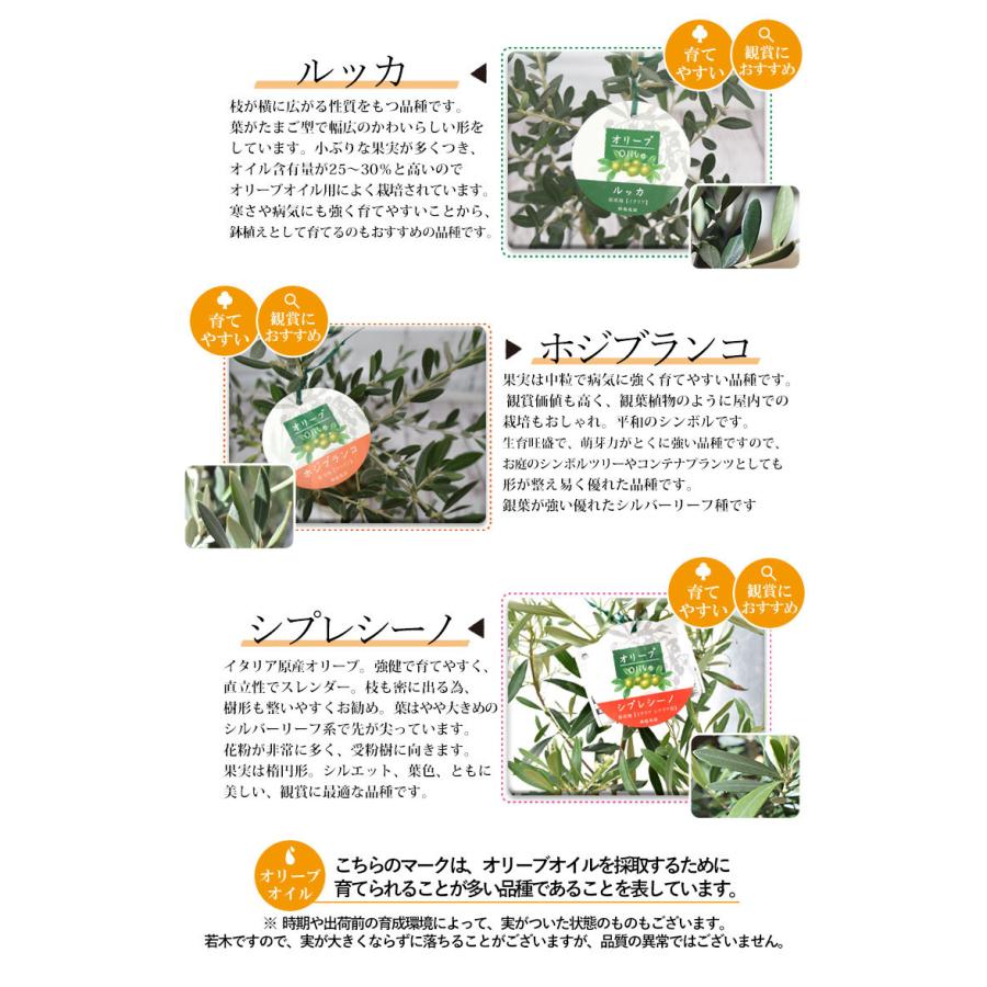 あすつく オリーブ Outlet Sale 鉢植え 鶴亀園さんの香川オリーブの木 バスケット入 ５号鉢オリーブの木 観葉植物 インテリア 開店祝い 新築祝い 誕生日 お祝い 開業祝い