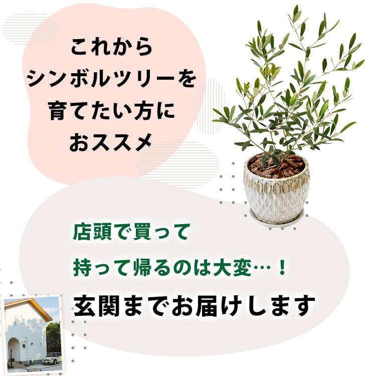 苗木・植木 オリーブの木 鉢植え 引き取り限定 鉢はつきません 1.8メーター
