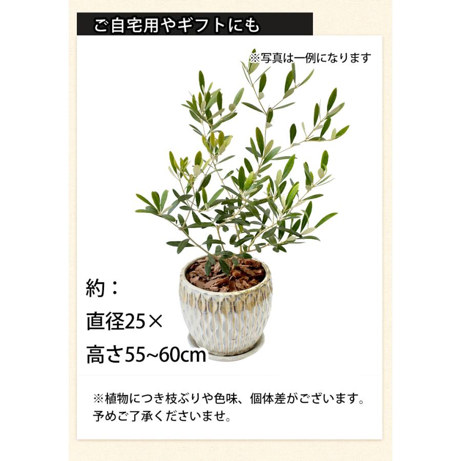 フラワーマーケット花由 鉢植え オリーブの木 ＜陶器鉢＞ 5号鉢