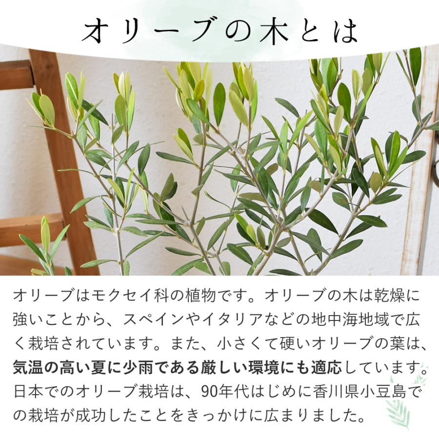フラワーマーケット花由 鉢植え 花由がお届けする 鶴亀園の香川