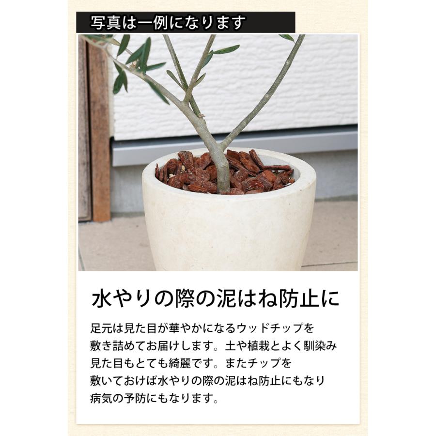 フラワーマーケット花由 鉢植え 花由がお届けする 鶴亀園の香川