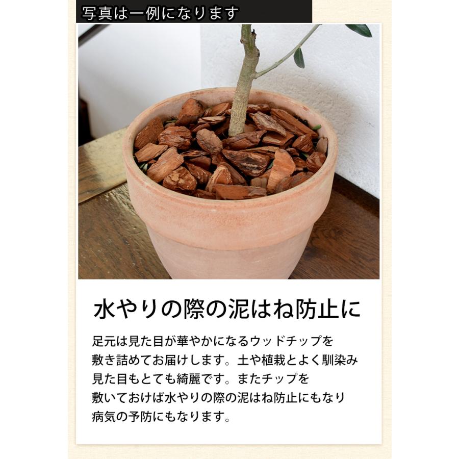フラワーマーケット花由 鉢植え 花由がお届けする 鶴亀園の香川