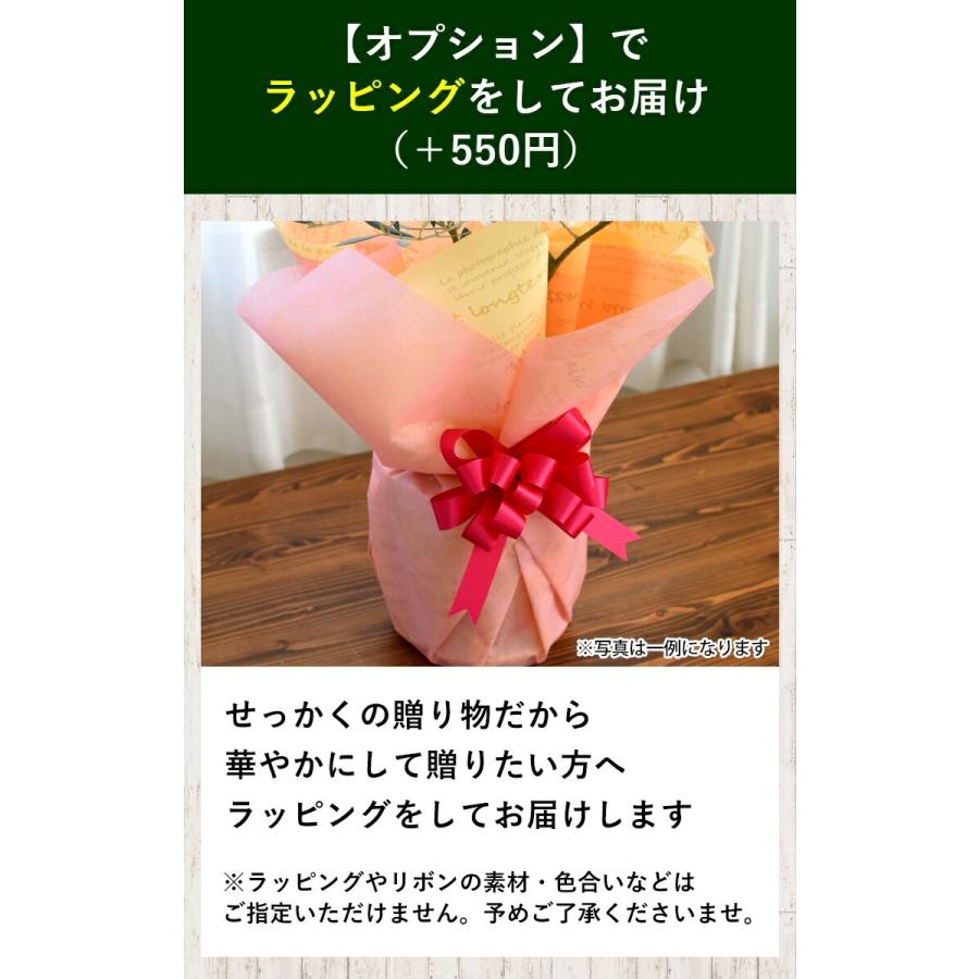フラワーマーケット花由 鉢植え オリーブの木 ＜プラスチック鉢＞ 7号