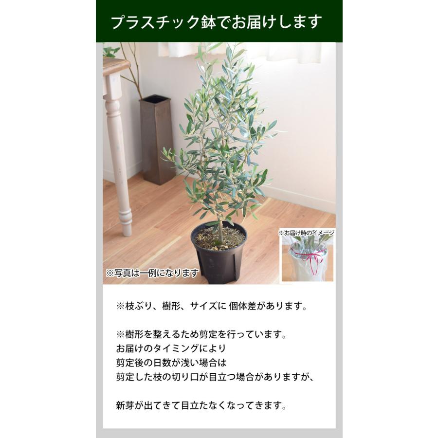 フラワーマーケット花由 鉢植え オリーブの木 ＜プラスチック鉢＞ 7号
