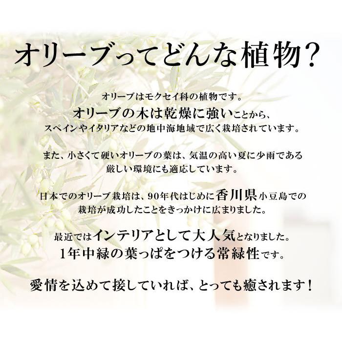 オリーブの木 観葉植物 花由がお届けする鶴亀園の香川オリーブの木 ＜バスケットでお届け＞ 7号鉢 オリーブ 観葉植物 インテリア 鉢植え 引越し祝い 誕生日｜hanayoshi-y｜03