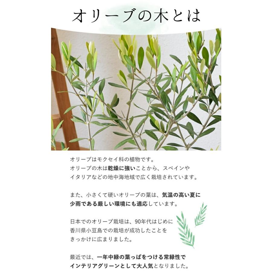 フラワーマーケット花由 鉢植え オリーブの木 ＜デザイン鉢＞ 7号鉢