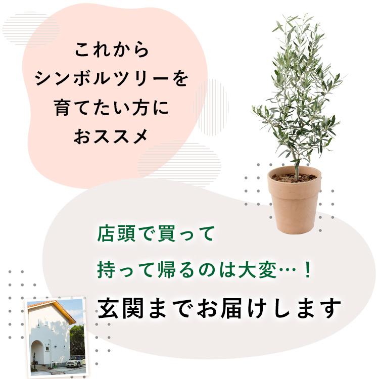フラワーマーケット花由 鉢植え オリーブの木 ＜テラコッタ鉢＞ 7号鉢
