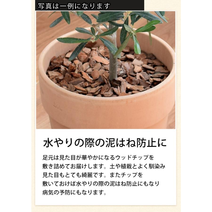 フラワーマーケット花由 鉢植え オリーブの木 ＜テラコッタ鉢＞ 7号鉢