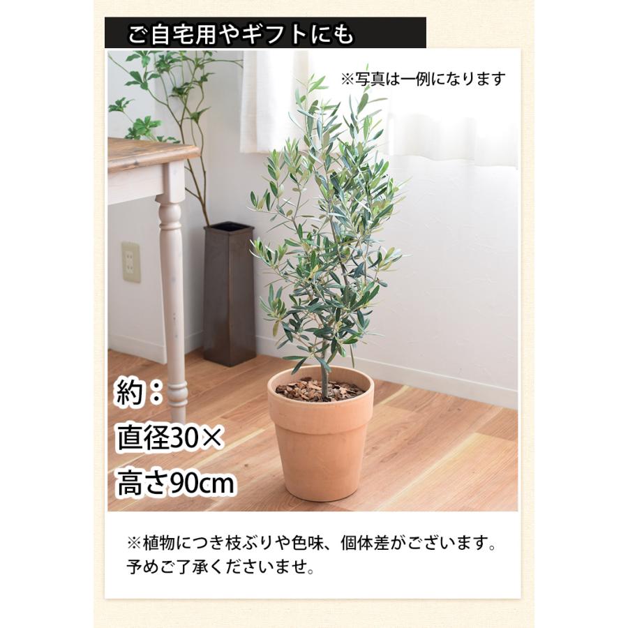 フラワーマーケット花由 鉢植え オリーブの木 ＜テラコッタ鉢＞ 7号鉢