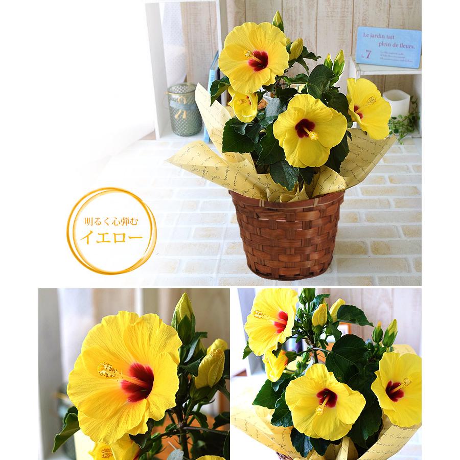 モリヒロ園芸さんの季節の鉢花ロングライフハイビスカス 選べる2色 6月30日までお届け 鉢植え 開店記念セール 鉢花 インテリア 誕生日 プレゼント ギフト