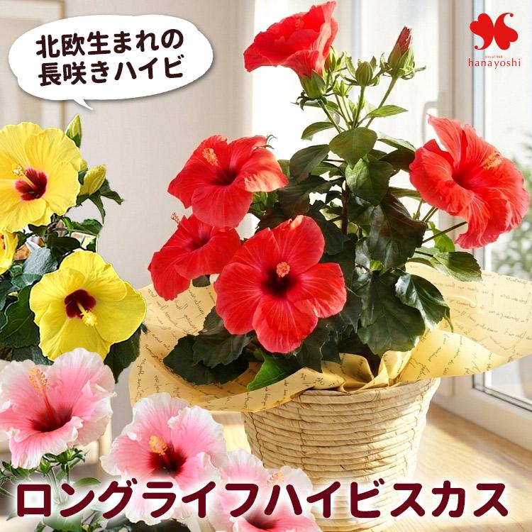 フラワーマーケット花由 モリヒロ園芸さんの季節の鉢花 送料無料