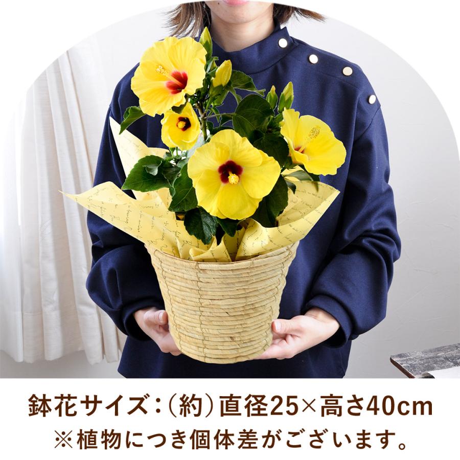 フラワーマーケット花由 モリヒロ園芸さんの季節の鉢花 送料無料