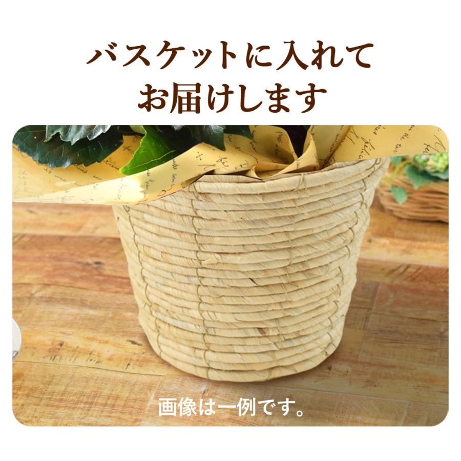フラワーマーケット花由 モリヒロ園芸さんの季節の鉢花 送料無料