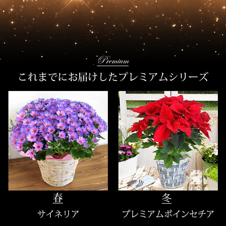 フラワーマーケット花由 モリヒロ園芸さんの季節の鉢花 送料無料