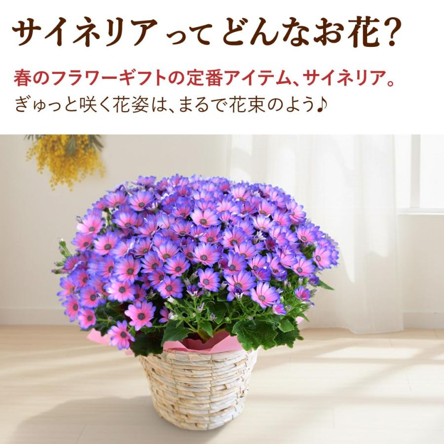 フラワーマーケット花由 モリヒロ園芸さんの季節の鉢花 送料無料