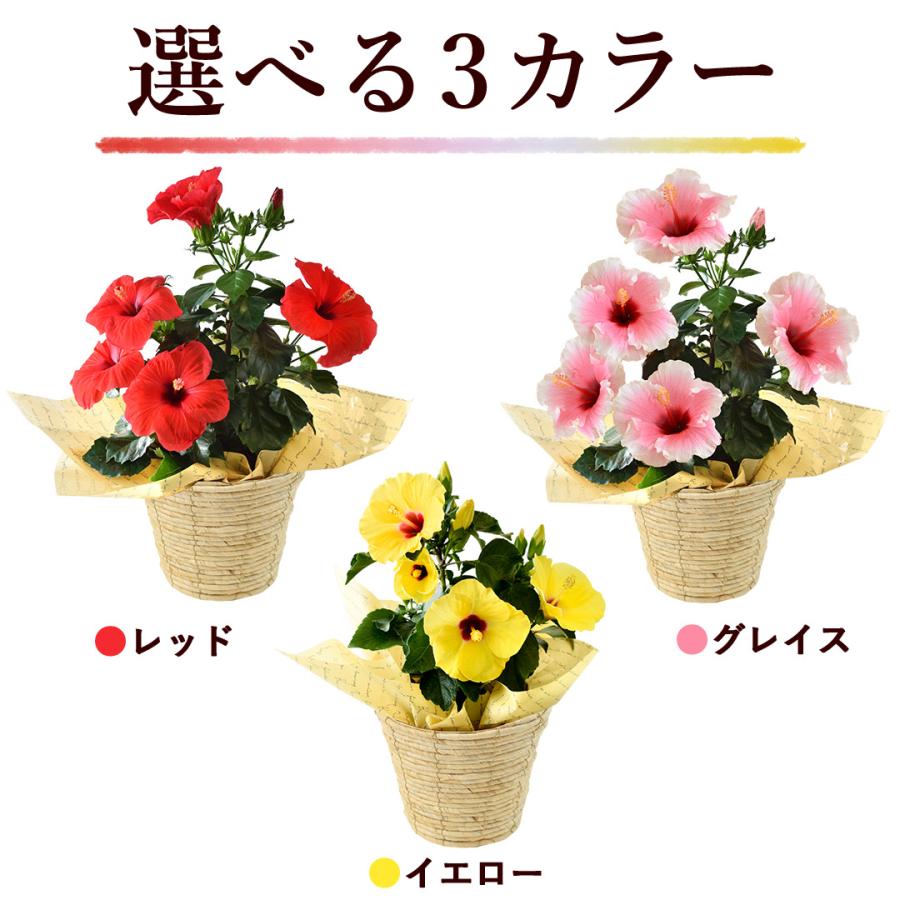 フラワーマーケット花由 モリヒロ園芸さんの季節の鉢花 送料無料