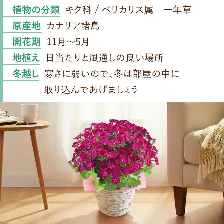 フラワーマーケット花由 モリヒロ園芸さんの季節の鉢花 送料無料