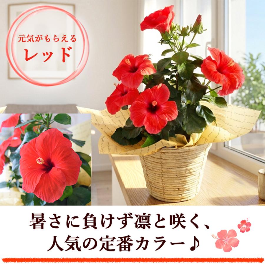 フラワーマーケット花由 モリヒロ園芸さんの季節の鉢花 送料無料