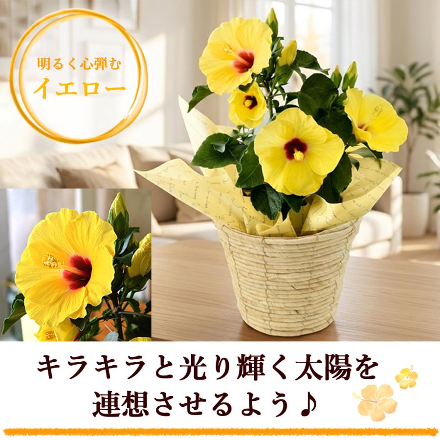 フラワーマーケット花由 モリヒロ園芸さんの季節の鉢花 送料無料
