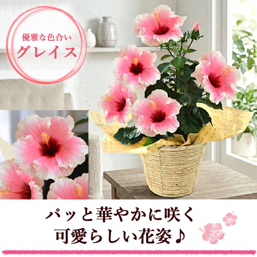フラワーマーケット花由 モリヒロ園芸さんの季節の鉢花 送料無料