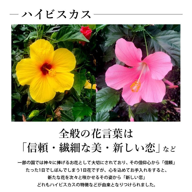 ハイビスカス 5号鉢 選べるカラー 品種おまかせ 鉢植え 鉢花 ギフト インテリア 誕生日 プレゼント レッド イエロー 即日発送 8月10日までお届け Ho1932 フラワーマーケット花由 通販 Yahoo ショッピング
