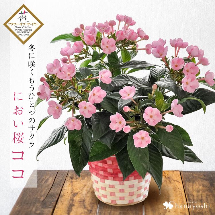 送料無料 におい桜 ココ 5号鉢 鉢植え バスケット付<つぼみがちな状態でお届け> プレゼント ギフト 結婚祝い 11/4〜12/15までの間で日時指定OK :ho1937:フラワーマーケット花由 - 通販 - Yahoo!ショッピング 送料無料 におい桜 ココ 5号鉢 鉢植え バスケット付<つぼみがちな状態でお届け> プレゼント ギフト 結婚祝い 11/4〜12/15までの間で日時指定OK :ho1937:フラワーマーケット花由 - 通販 - Yahoo!ショッピング