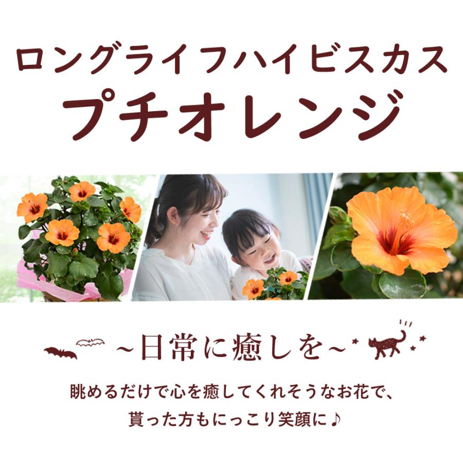 フラワーマーケット花由 モリヒロ園芸さんの季節の鉢花 長く咲く