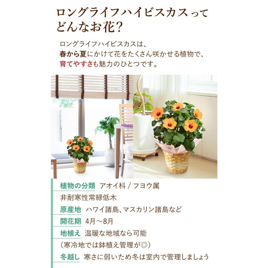フラワーマーケット花由 母の日 2026 花 鉢植え 長く咲く！ ロング