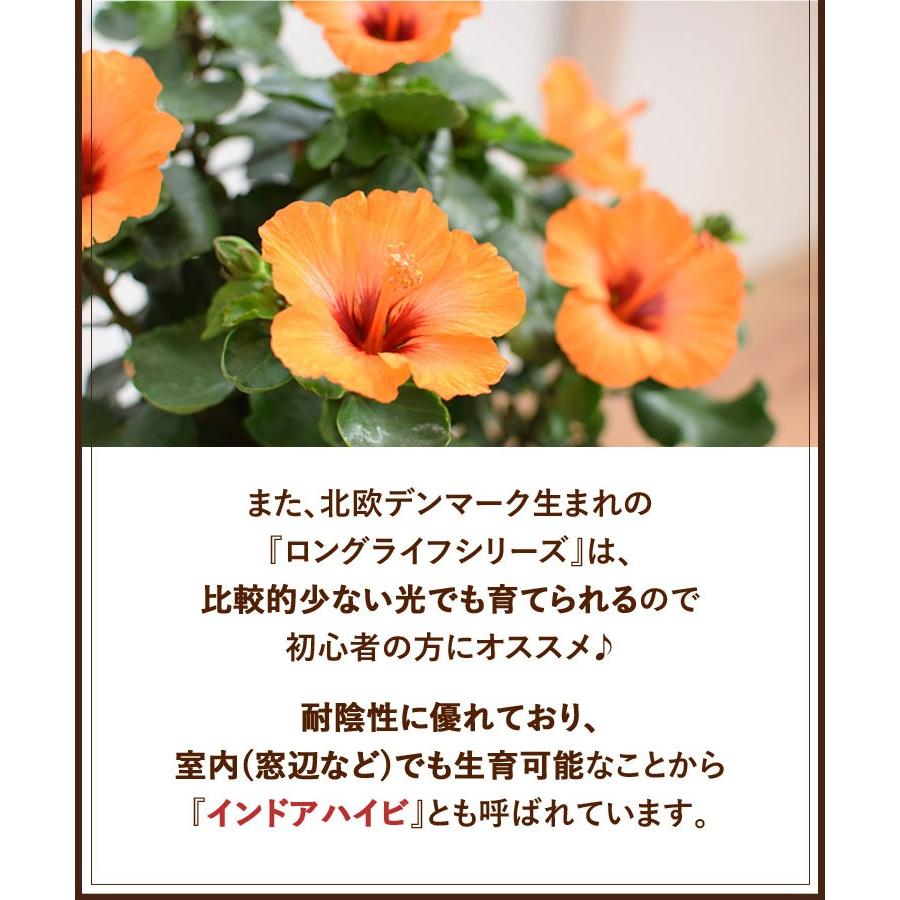 フラワーマーケット花由 母の日 2026 花 鉢植え 長く咲く！ ロング