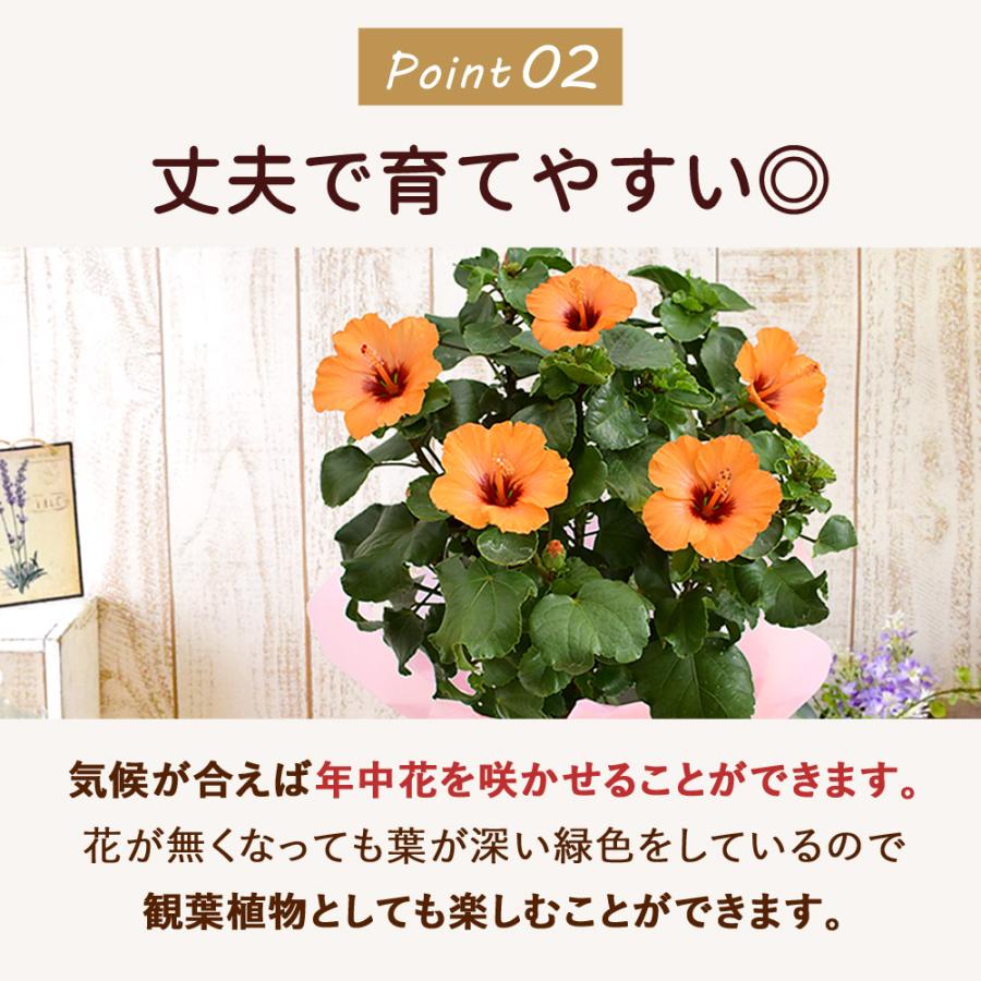 【 定価¥31900→ 特別価格¥17500 】 【an 】クラシック フラワー フラワーマーケット花由 モリヒロ園芸さんの季節の鉢花 長く咲く