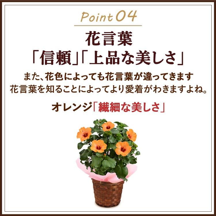 フラワーマーケット花由 母の日 2026 花 鉢植え 長く咲く！ ロング