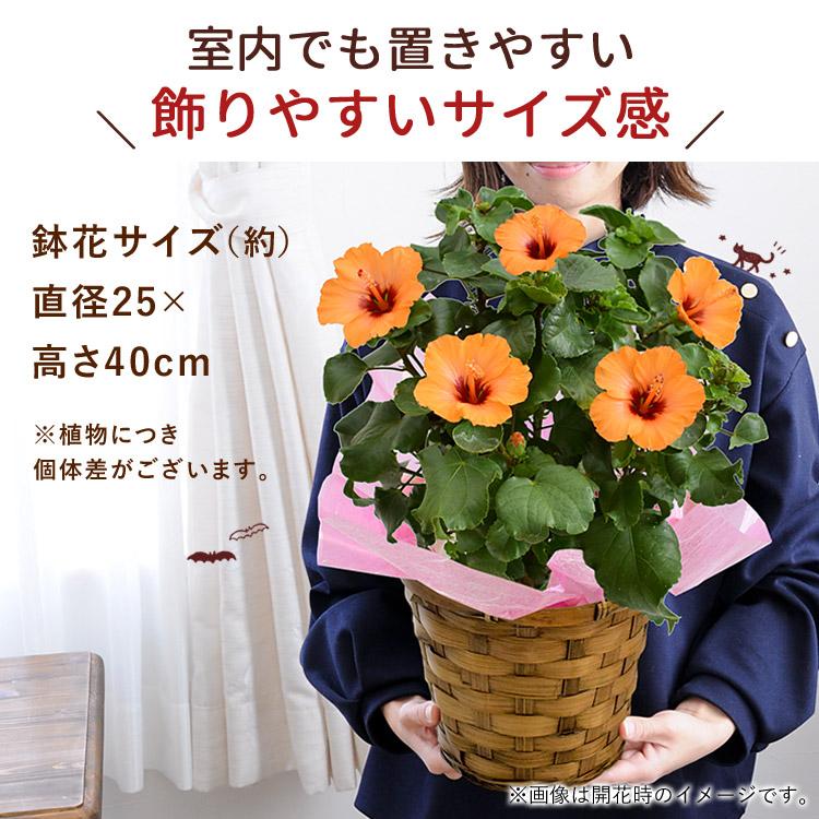フラワーマーケット花由 モリヒロ園芸さんの季節の鉢花 長く咲く