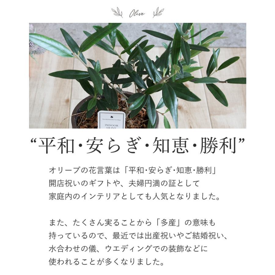インドアオリーブhinakaze ひなかぜ 鉢植え オリーブの木 オリーブ 観葉植物 おしゃれ お祝い 誕生日 プレゼント 結婚祝い Ho25 フラワーマーケット花由 通販 Yahoo ショッピング