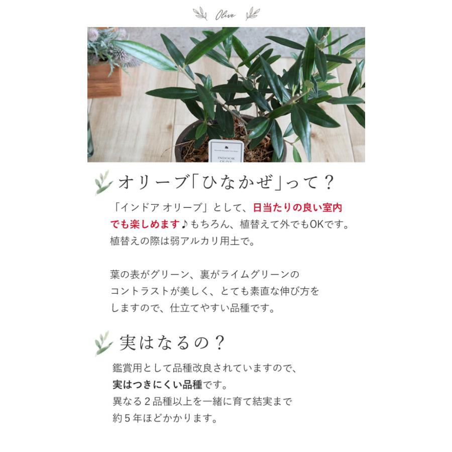 インドアオリーブhinakaze ひなかぜ 鉢植え オリーブの木 国内正規総代理店アイテム 観葉植物 おしゃれ お祝い 誕生日 女性 プレゼント 女友達 記念日 男性 結婚祝い