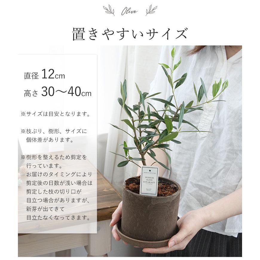 インドアオリーブhinakaze ひなかぜ 鉢植え オリーブの木 観葉植物 おしゃれ お祝い 女友達 プレゼント 誕生日 結婚祝い 記念日 男性 お買い得 女性