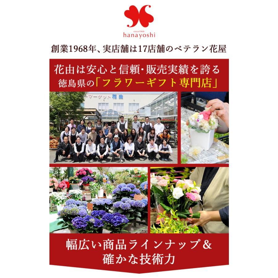 インドアオリーブhinakaze ひなかぜ 鉢植え オリーブの木 国内正規総代理店アイテム 観葉植物 おしゃれ お祝い 誕生日 女性 プレゼント 女友達 記念日 男性 結婚祝い