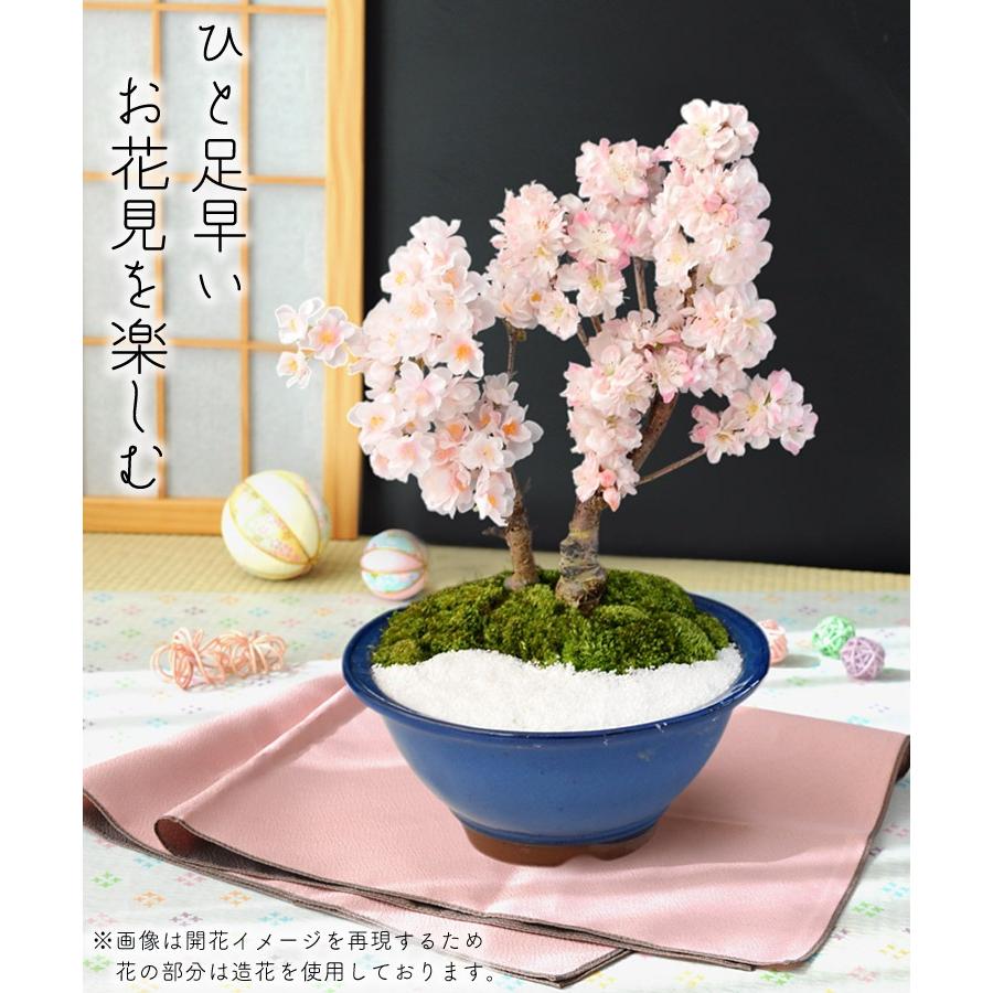 中品盆栽、十月桜、斜幹懸崖作り、花(沢山の花芽付き) やや傷や汚れあり フラワーマーケット花由 桜 盆栽 花芽付 創作盆栽 旭山桜＆南殿桜2本