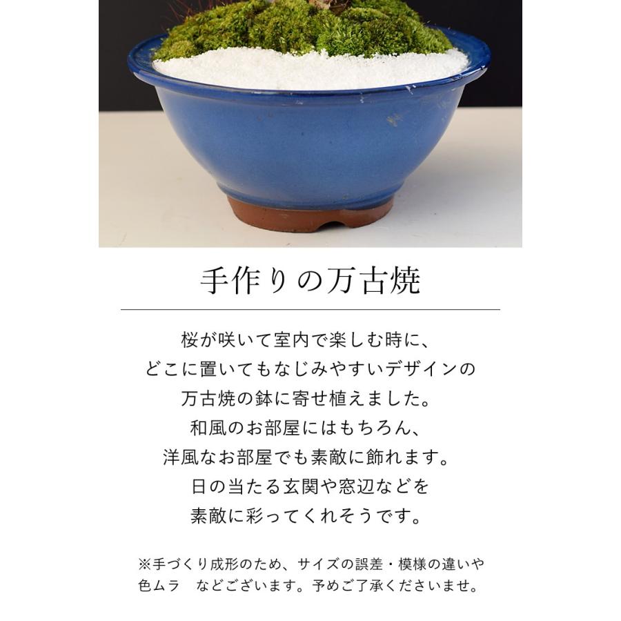 フラワーマーケット花由 桜 盆栽 花芽付 創作盆栽 旭山桜＆南殿桜2本