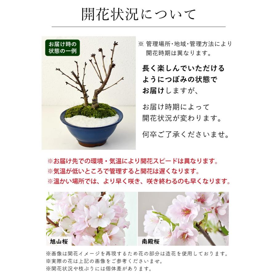 貴風盆栽、十月桜、模様懸崖、花、花芽付き やや傷や汚れあり 貴風盆栽