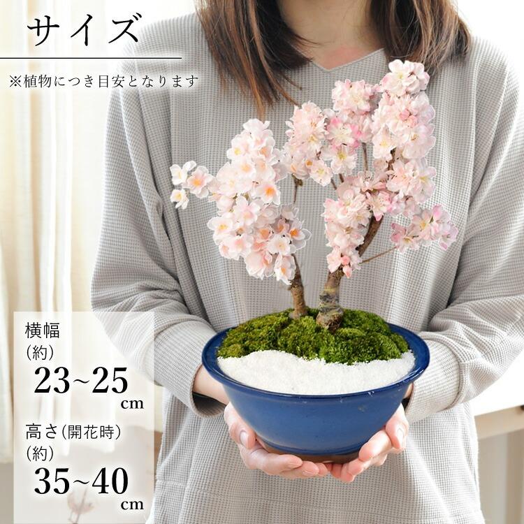 フラワーマーケット花由 桜 盆栽 花芽付 創作盆栽 旭山桜＆南殿桜2本