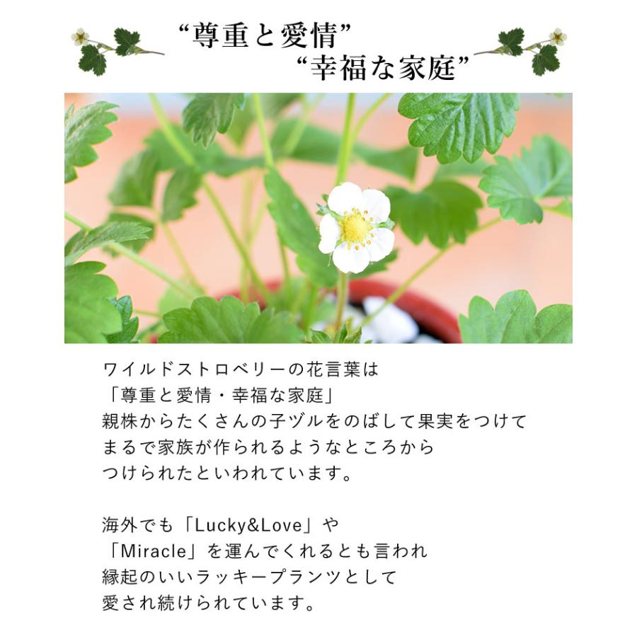 幸せ訪れる ワイルドストロベリー 鉢植え 誕生日 プレゼント 花 ギフト 花鉢 結婚祝い 結婚記念日 退職祝い 卒業祝い Hof2107 フラワーマーケット花由 通販 Yahoo ショッピング
