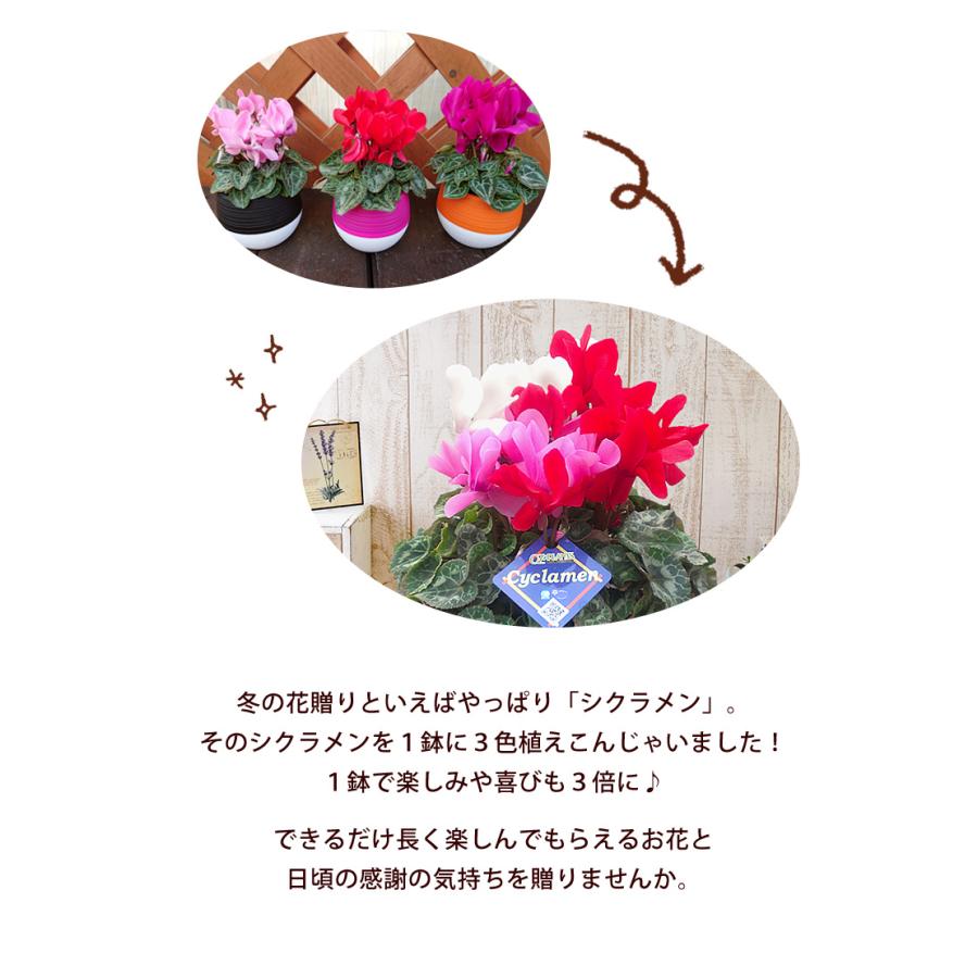 バイヤーセレクト シクラメン3色植え ５号サイズ 鉢植え シクラメン 鉢花 お歳暮 花 ギフト 冬 12/8〜12/25まで ※寒冷地へのお届けは不可｜hanayoshi-y｜06