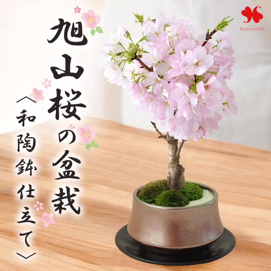 フラワーマーケット花由 桜 盆栽 旭山桜の盆栽 ＜和陶鉢仕立て＞ 創作