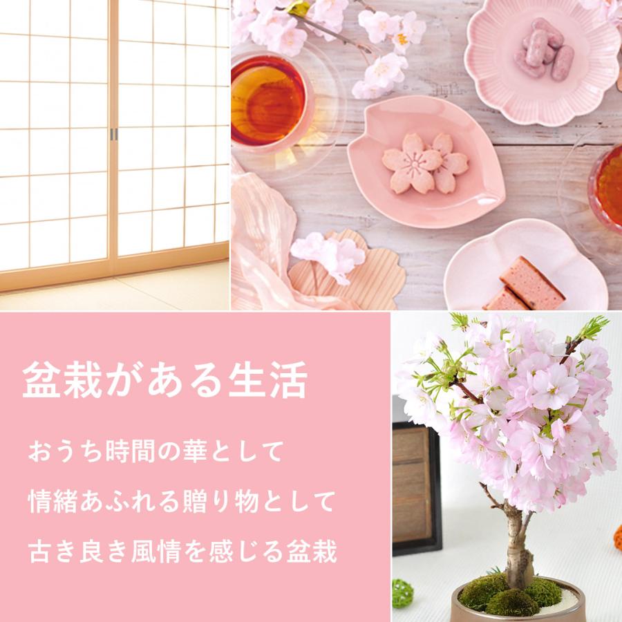フラワーマーケット花由 桜 盆栽 旭山桜の盆栽 ＜和陶鉢仕立て＞ 創作