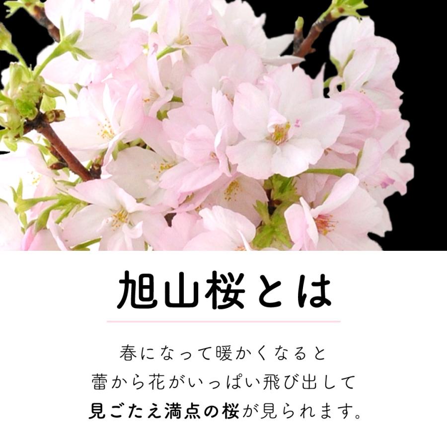 フラワーマーケット花由 桜 盆栽 旭山桜の盆栽 ＜和陶鉢仕立て＞ 創作