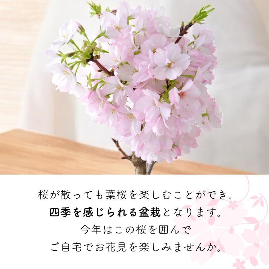 フラワーマーケット花由 桜 盆栽 旭山桜の盆栽 ＜和陶鉢仕立て＞ 創作