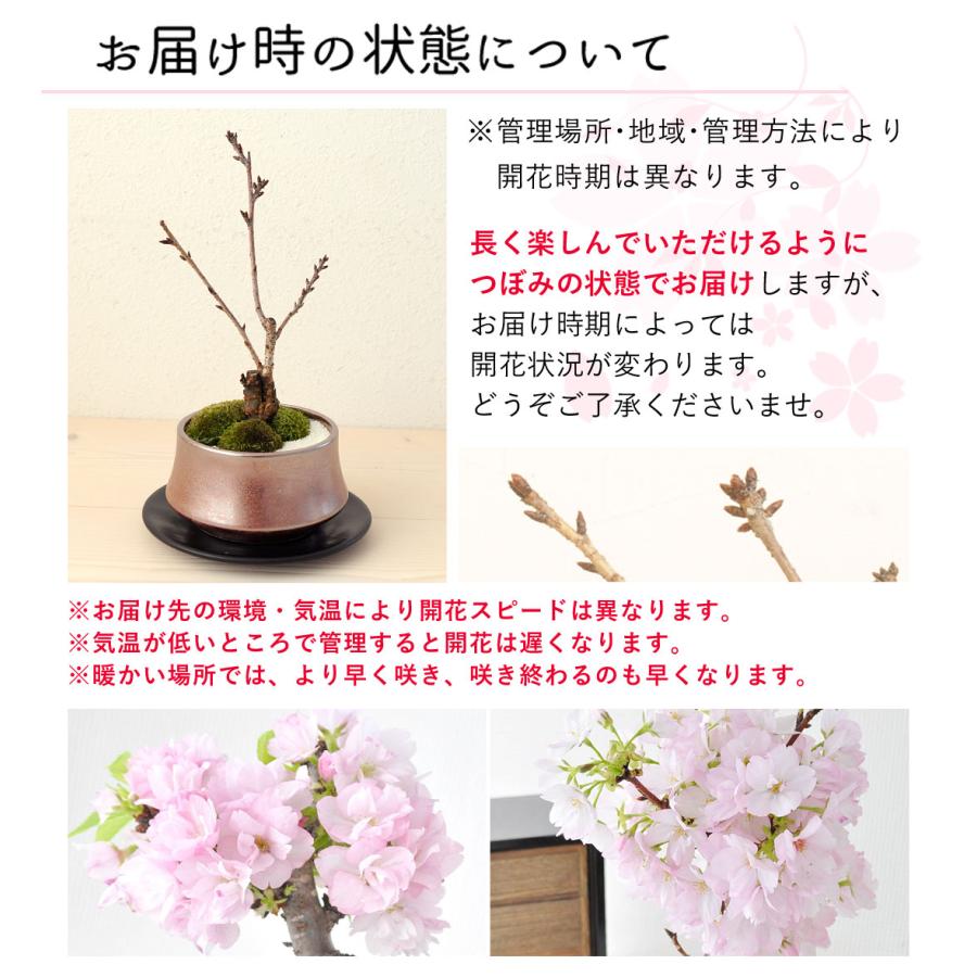 【ガチ盆栽】桜の木で作られた花台　飾り　侘寂風　珍しい　逸品 Amazon.co.jp: 遊恵盆栽 桜盆栽：富士桜(信濃寒桜)*(鉢 現代小鉢作家