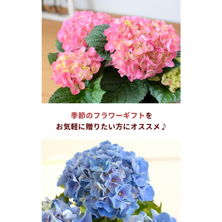 フラワーマーケット花由 【4月限定】あじさい 鉢植え 青系 フラワーマーケット花由 【4月限定】あじさい 鉢植え 青系