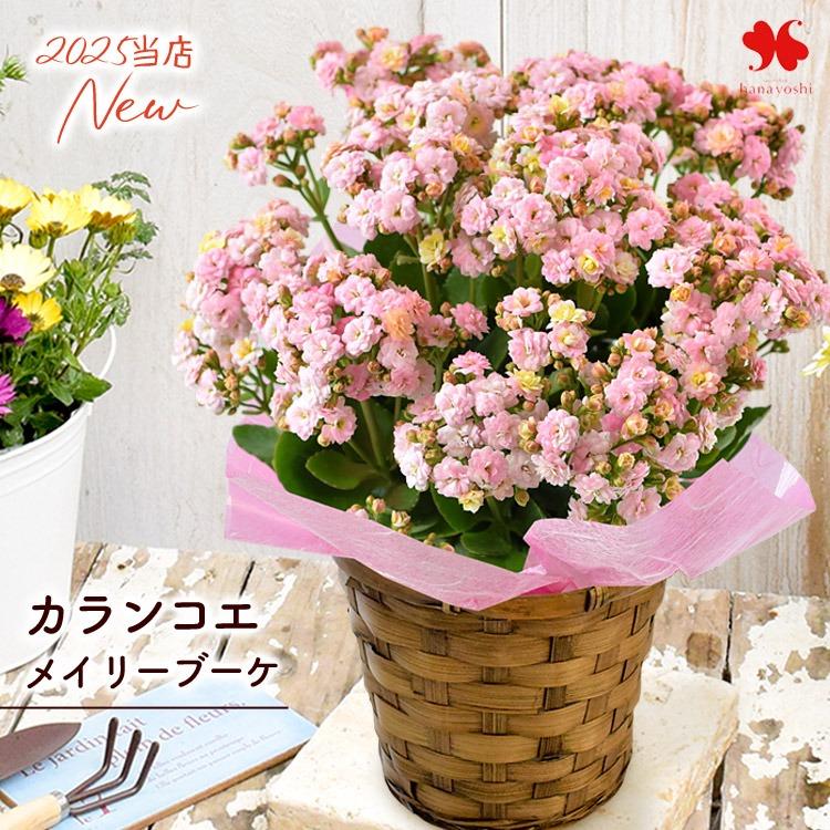 フラワーマーケット花由 秋限定 カランコエ メイリーブーケ 花 鉢植え