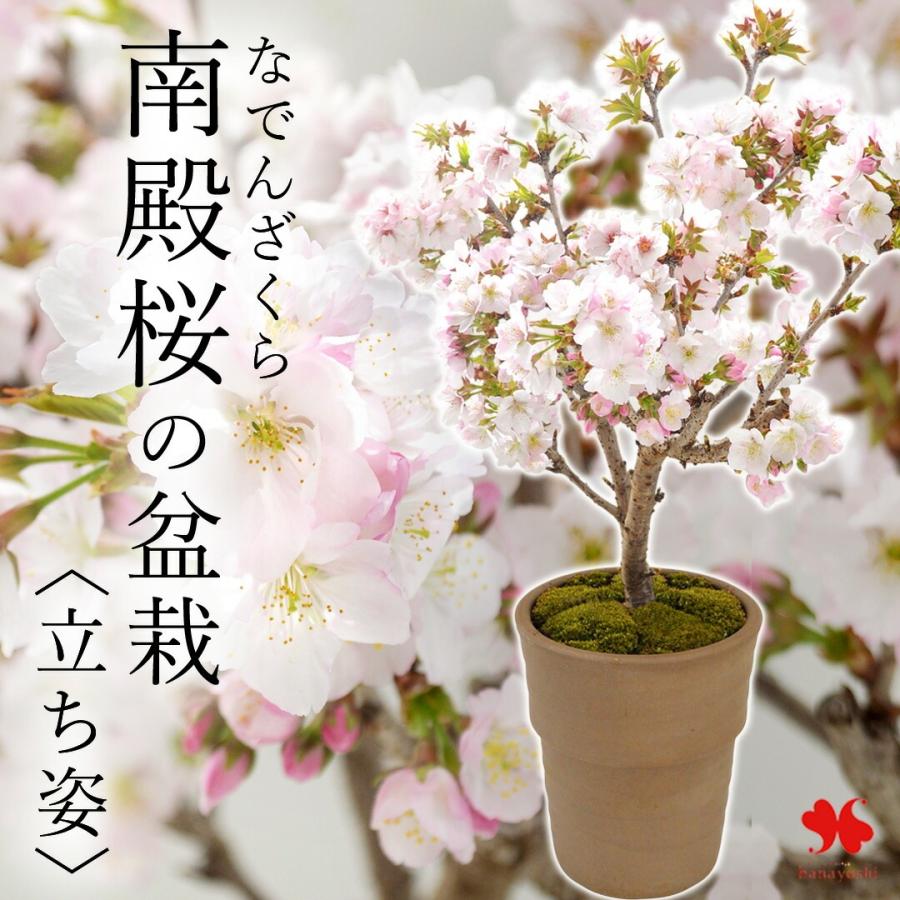 春花彩　盆栽鉢 桜 手造り信楽鉢の盆栽を販売｜入門は盆栽妙 – 盆栽妙 本店
